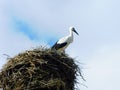 stork in the nest in the landscapes of CastrocalbÃ³n