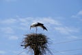 Stork on nest