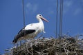Stork on nest Royalty Free Stock Photo