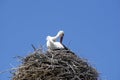 Stork on nest Royalty Free Stock Photo