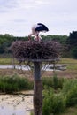 Stork nest Nature reserve, Zwin, Bruges, Sluis, Belgium, Netherlands