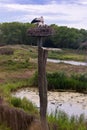 Stork nest Nature reserve, Zwin, Bruges, Sluis, Belgium, Netherlands