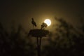 Stork nest by night Royalty Free Stock Photo