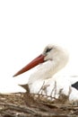 Stork in nest over white