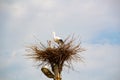 Stork in a nest on a pole. Imitation. A large bird`s nest with a family of storks made of branches and brushwood on a lamppost Royalty Free Stock Photo