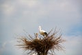Stork in a nest on a pole. Imitation. A large bird`s nest with a family of storks made of branches and brushwood on a lamppost Royalty Free Stock Photo
