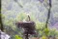 A stork family sitting on their nest Royalty Free Stock Photo