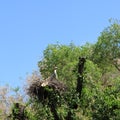 Stork in a nest. Removal of posterity.