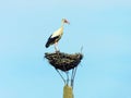 stork in the nest in the landscapes of CastrocalbÃ³n