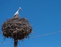 A stork in a nest