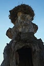 Stork nest at top of old dry tree Royalty Free Stock Photo