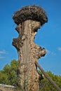 Stork nest at top of old dry tree Royalty Free Stock Photo