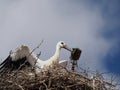 Stork in the nest