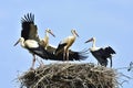 Stork on nest before first outbond flight Royalty Free Stock Photo