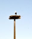 Stork Nest in the Village Bothmer, Lower Saxony