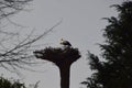 Stork Nest in the Village Westen at the River Aller, Lower Saxony