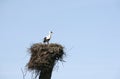 Stork and nest Royalty Free Stock Photo