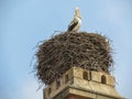 Stork in a nest Royalty Free Stock Photo