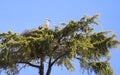Stork nesting on a tree in Spain Royalty Free Stock Photo