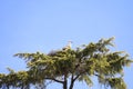 Stork nesting on a tree in Spain Royalty Free Stock Photo