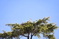 Stork nesting on a tree in Spain Royalty Free Stock Photo