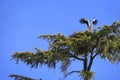 Stork nesting on a tree in Spain Royalty Free Stock Photo