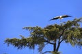 Stork nesting on a tree in Spain Royalty Free Stock Photo