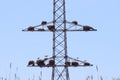 Stork nests on electricity poles in Spanish Alcolea de Cinca