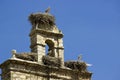 Stork nests in the old bell Torrelaguna