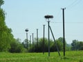 Stork nests on power line