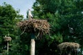 Stork nests with a single stork