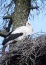 Stork in an old larch tree, stork`s nest, spring nesting time, bird migration Royalty Free Stock Photo