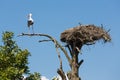 Stork at an old tree near his bird nest Royalty Free Stock Photo