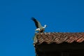 Stork with open wings on the roof of the old building Royalty Free Stock Photo