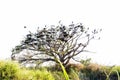 Stork Openbill with dry tree. Royalty Free Stock Photo
