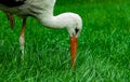 Stork ornithology animal photography close portrait with long beak above vivid green grass wilderness meadow of summer season Royalty Free Stock Photo