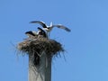 A stork with outstretched wings stands in a nest with small storks on a pillar
