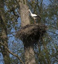 White Stork Ciconia ciconia nesting