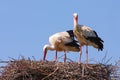 Storks