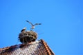 Stork parents perch on nest to better feed baby chicks