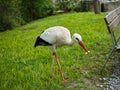 Stork in park with French fries Royalty Free Stock Photo