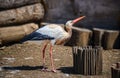 Stork in the park