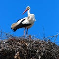 Stork perched atop nest