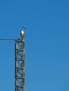 stork perched on electric stick