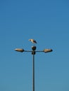 stork perched on lamppost at sunset