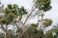 Stork perched on a tree on a windy day Royalty Free Stock Photo