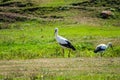 Lonely stork in the wild