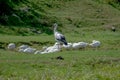 Lonely stork in the wild