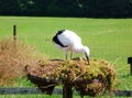 Stork Royalty Free Stock Photo