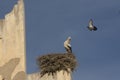 The stork and the pigeon Royalty Free Stock Photo